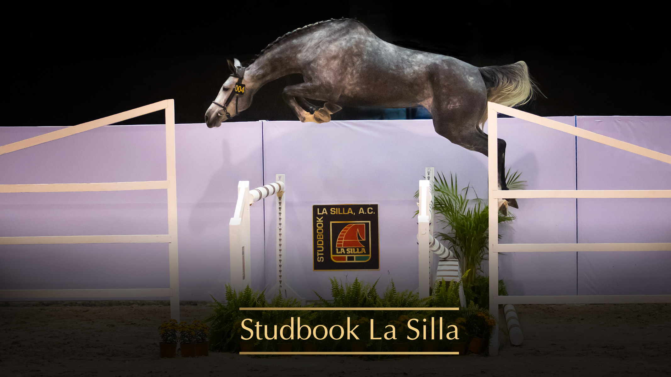 Destacado--LA-SILLA--STUDBOOK_-ESP