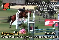 reforma_ls_blenheim_6y_old_septiembre